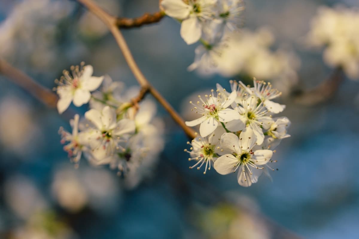 Bradford Pear (Pyrus calleryana) - invasive plant in South Carolina