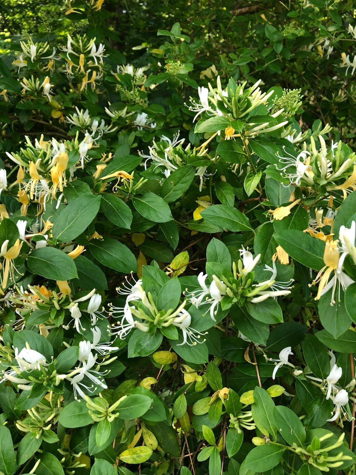 Japanese Honeysuckle (Lonicera japonica) - invasive plant in South Carolina