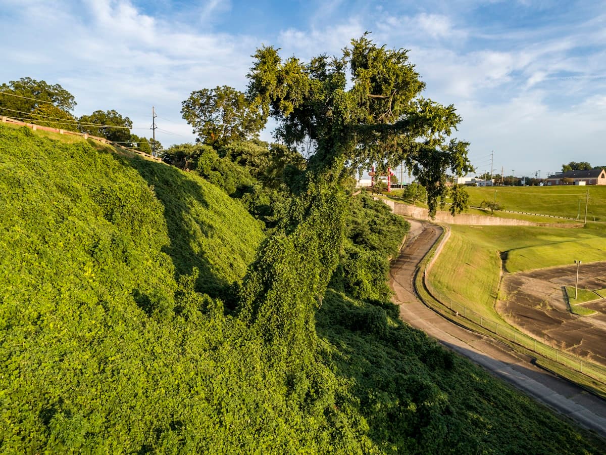 Kudzu (Pueraria montana) - invasive plant in South Carolina