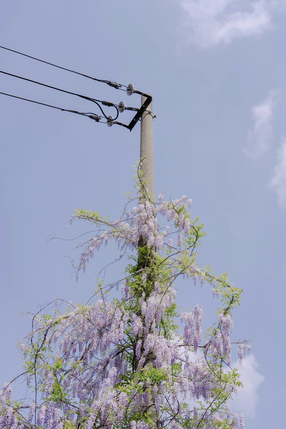 Wisteria (Wisteria sinensis) - invasive plant in South Carolina