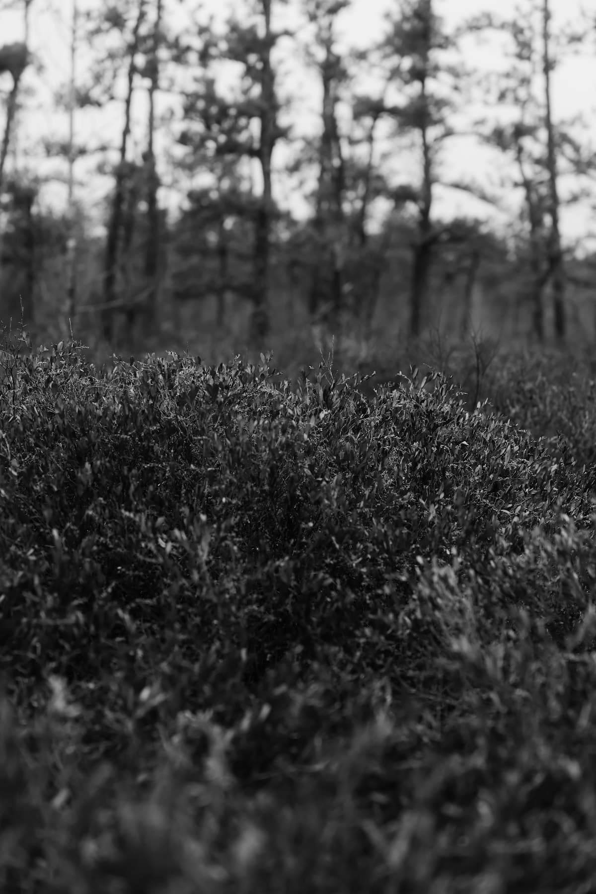 Brush Clearing for Hunting Property in South Carolina