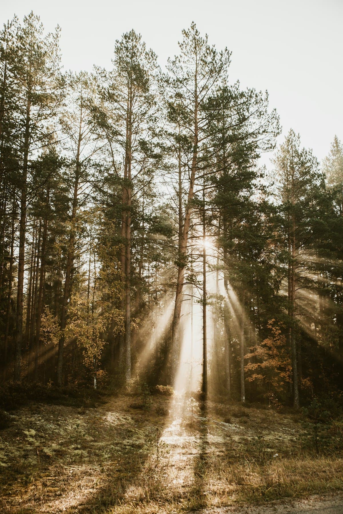 Wildlife Habitat Management in South Carolina