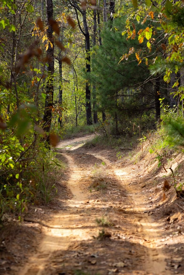Dirt hunting trail winding through South Carolina pine woods with dappled sunlight