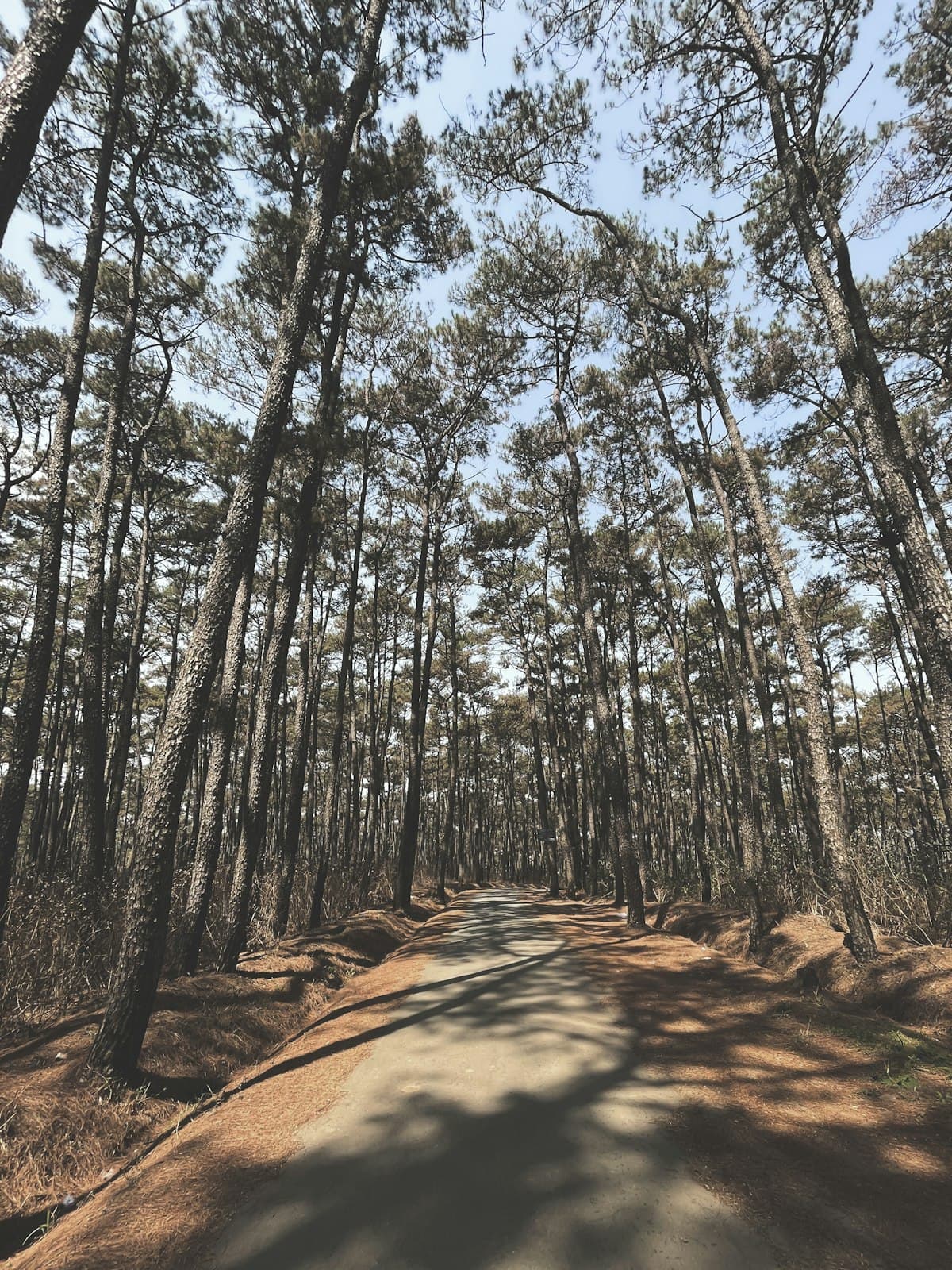 Timber Road Maintenance in South Carolina