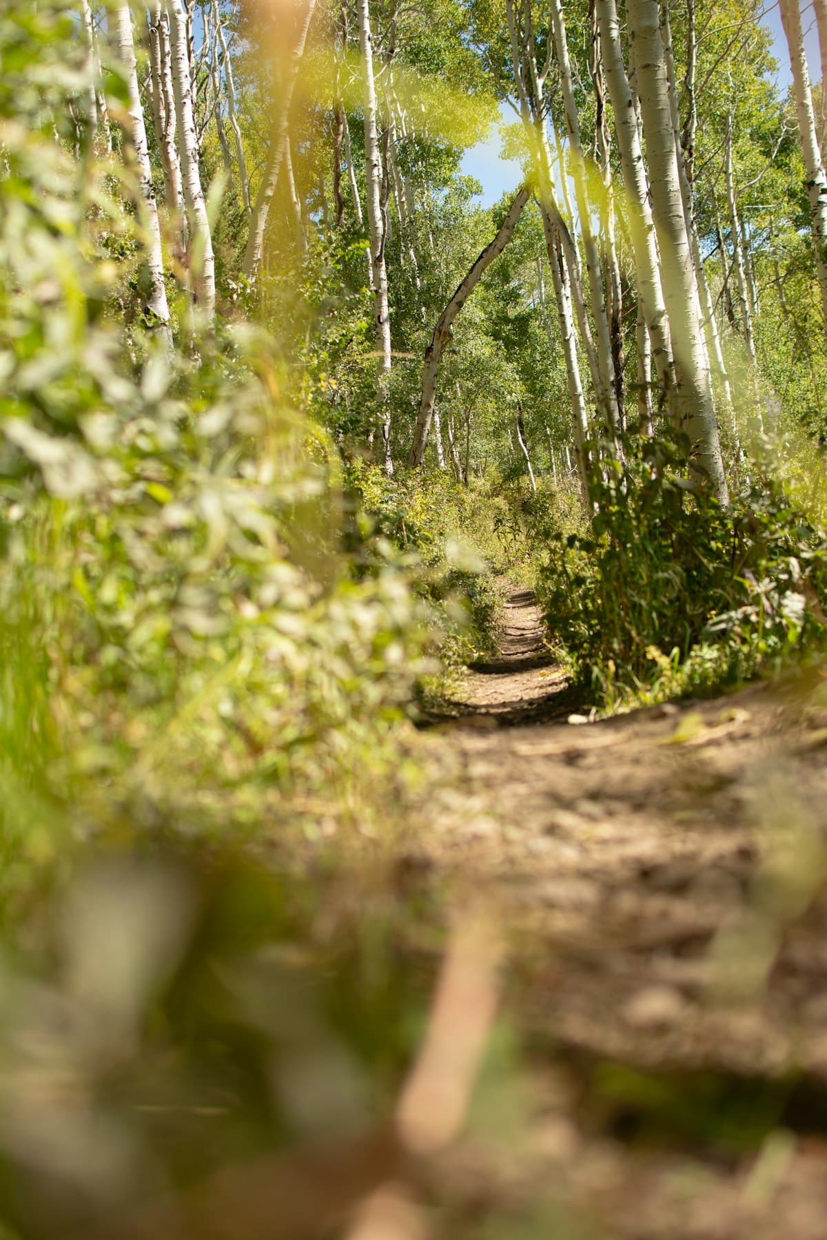 Hunting Trail & ATV Trail Clearing in South Carolina